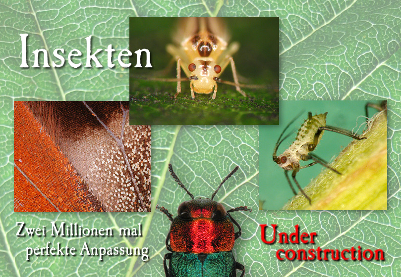 Insekten